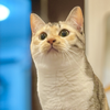 buぱ