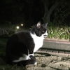 どり