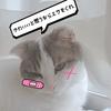 みー㌧😸♓@無浮上