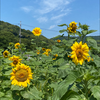 さまるん