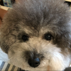 R😎🐩