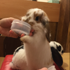 もふもふ