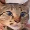 🐯しゃのん🐯