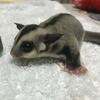 相互→掲示板モモンガだもん🐥🐈
