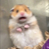 せぷてんばー