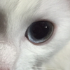 ぺこ