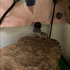 🦎あうる*