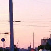 橘