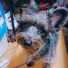 🐶R.K🐶