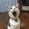 しーばーた