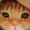 🐾ねこのたま🐾🐱