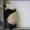 パンダ🐼🥐