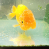 蘭ちゃん太郎丸