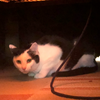 ふーま