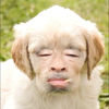 人面犬