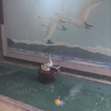 湯