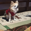 キラ