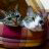 でぶねこ