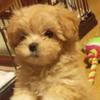 ♡...*゜🐕💗のえる💗🐕。*♡