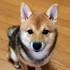 さとみん