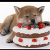 にじわん🐕‍🦺