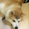 松本翔大