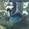 おぺんさん🐧