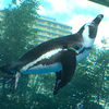 ぺ🐧