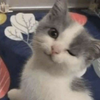 にゃー