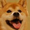 しばいぬ(♂)🐶