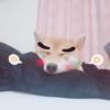 いぬ