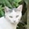 ねこ