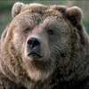 ぺー🐻⚡️