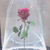 うさぎ.♡*.