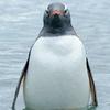 ひっきーーー🐧🐧