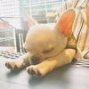 よしつね