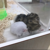 かおる