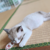 ユーザーアイコン