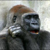 🦍ゴリバケ🪣