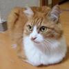 ユーザーアイコン