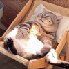 くどうちゃん╰ᘏᗢ