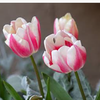 🌷推し2