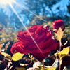 🌹🌹🌹🏰🙈❤️本家匿名