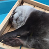 りてぅん