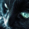 黒猫