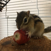 🐿🍓番長ちゃん🐿🍓