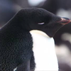 アグリーペンギン🐧
