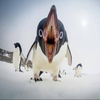 アングリーペンギン🐧
