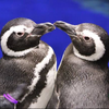 我が生涯にイッペン🐧の悔いなし