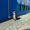 あんぽんたん